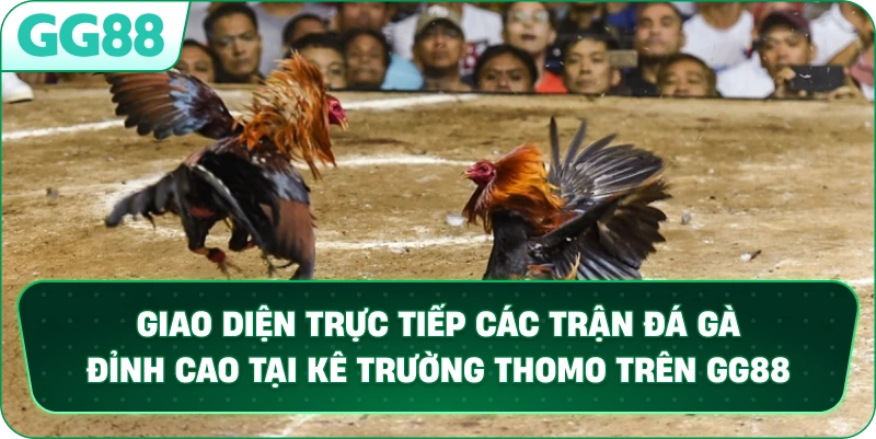 Giao diện trực tiếp các trận đá gà đỉnh cao tại kê trường Thomo trên GG88.